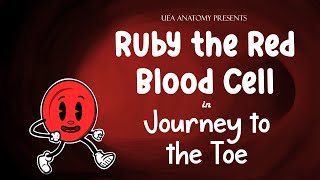 Ruby the Red Blood Cell: Journey to the Toe