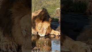 King Lion Taught The Wild Dogs A Lesson. | One Lion Vs Pack Of Wild Dogs | #lion #wilddogs