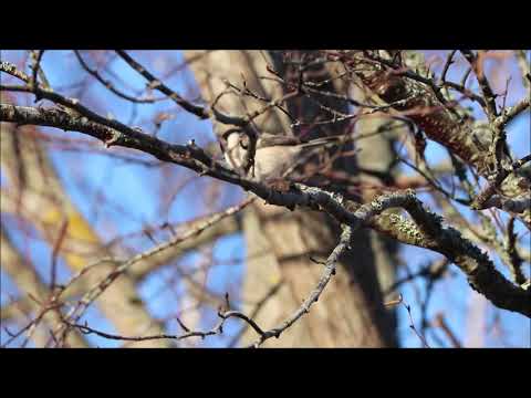 Marsh Tit Maridalen 26 Nov 2018