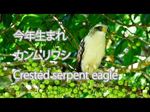 【今年生まれ】カンムリワシ Crested serpent eagle