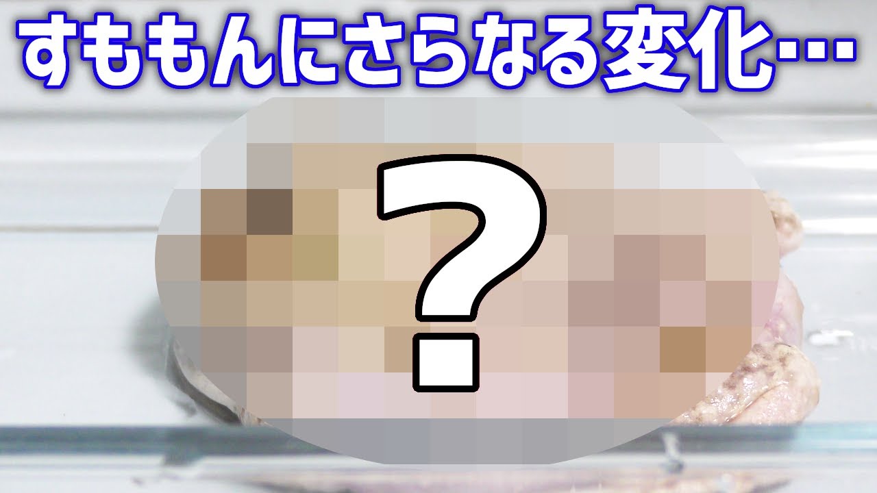 突然変異のカエルを一年飼った結果