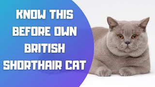 British Shorthair Cat Breed Portrait  What You NEED to Know Before Owning!!