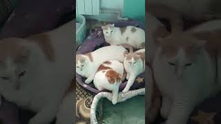 Мать и три МАЛЕНЬКИХ сына