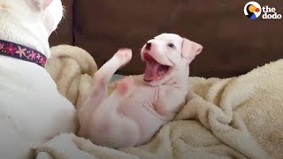 Puppy Born Without Front Legs LOVES Life | The Dodo
