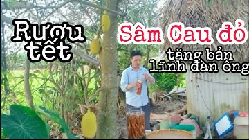 Rượu tết | Rượu ngâm sâm Cau đỏ,rượu tăng cường bản lĩnh đàn ông