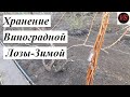 Хранение Виноградной Лозы Зимой