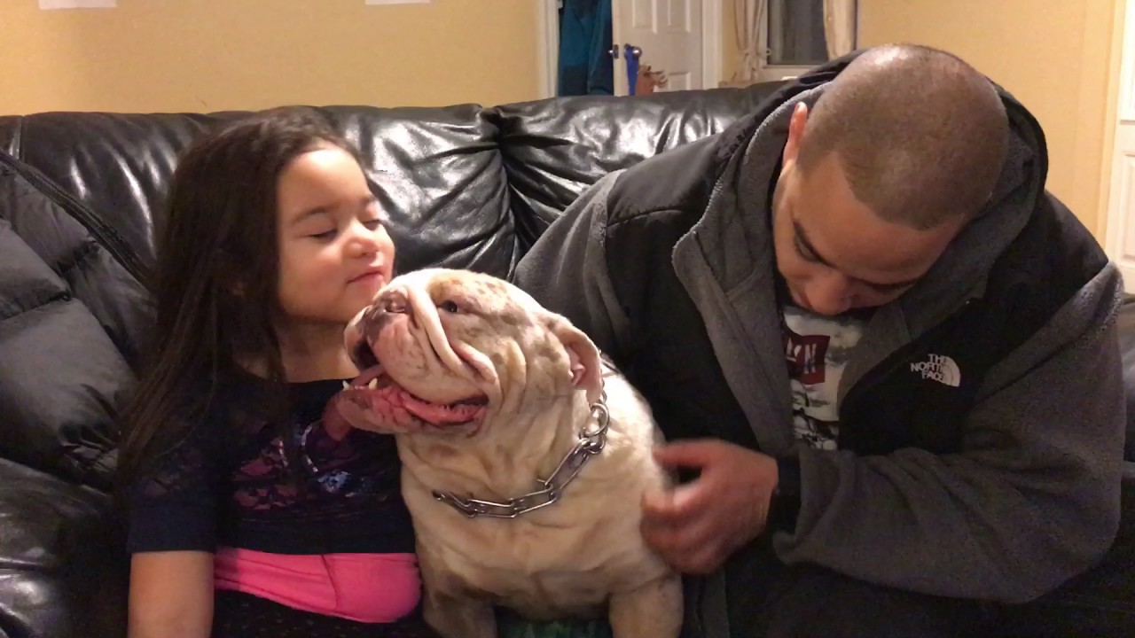 Klauz The Lilac Tri Merle English Bulldog does a breeding in Connecticut