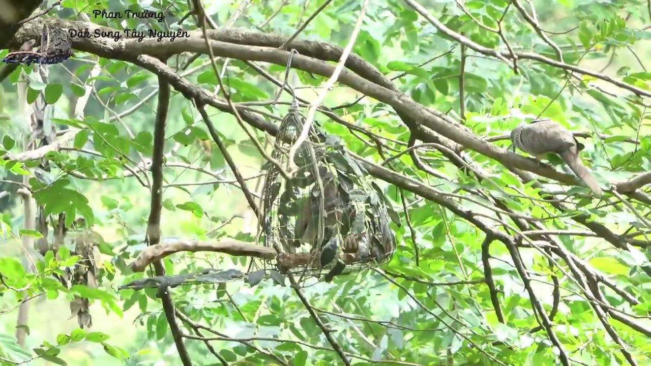 Cu gáy mồi. Long - Hổ tranh đấu (dư gù) (Set a trap for cuckoos) - 24/11/2024