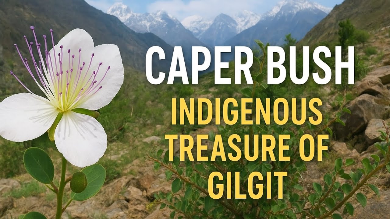 Caper Bush – Indigenous Treasure of Gilgit Mountains | Capparis Spinosa Documentary | Shahab's Read 