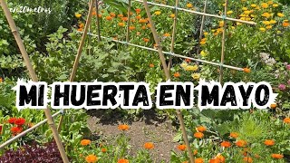 Así Está HOY Mi #Huerto Urbano 
