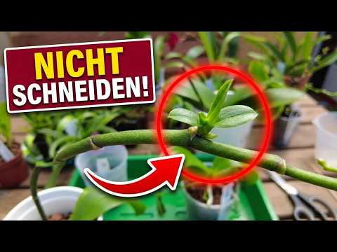 Orchideen nach der Blüte schneiden: Grün lassen oder abschneiden?