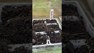 First shoots ! #cottagerenovation #gardening #garden #growyourown #irishcountryside