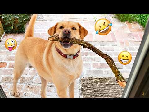 When God Sends You A COMEDIAN DOG 😂 Funniest Dogs Video 2026 #21