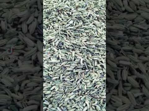 فوائد بزر الشمر شرح المعالج ابوعمر 