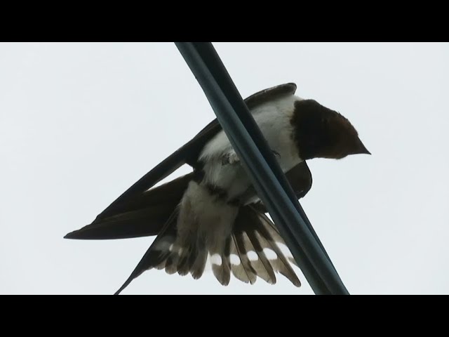 ツバメ ツバメ - YouTube