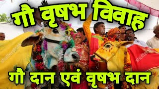 गौ-वृषभ विवाह || गाय दान एवं वृषभ दान || सम्पूर्ण महोत्सव