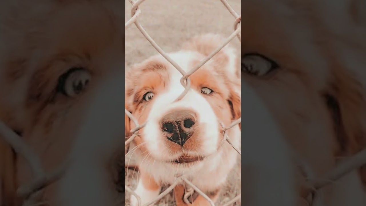 Dog wallpapers you need! 🐶🐾🦴 