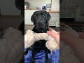 ラブラドールレトリバーが牙を剥く瞬間‼️ #shorts #黒ラブ #大型犬