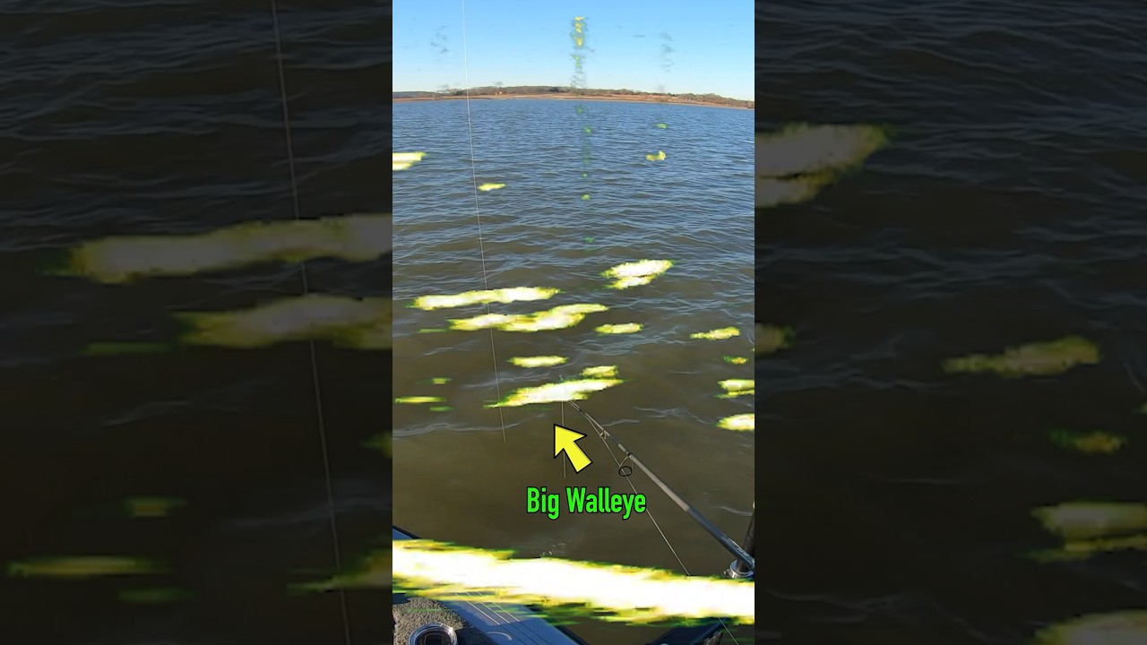 Big Walleye caught on LIVESCOPE! 