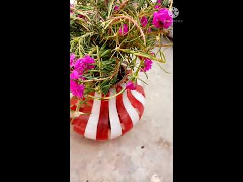 طريقه مزهله لزراعة الورد الرجله وزهرتها الجميله في البلكونه أو في الحديقة المنزل