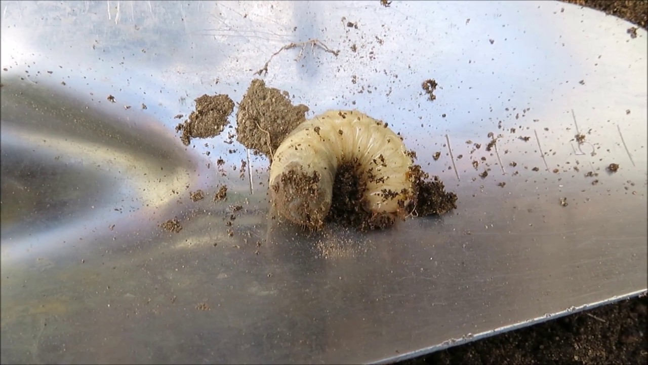 シロテンハナムグリの幼虫 17 06 15 Youtube