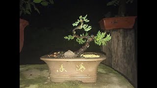 How to make a Bonsai in 1 hour.