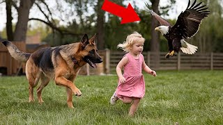 Rejected German Shepherd saves a farmer's granddaughter from an eagle attack. See below...