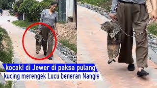 Dasar Kucing Bandel Ga Mau Di Ajak Pulang, Giliran Di Jewer Emak, Malah Nangis Lucuvideo Kompilasi