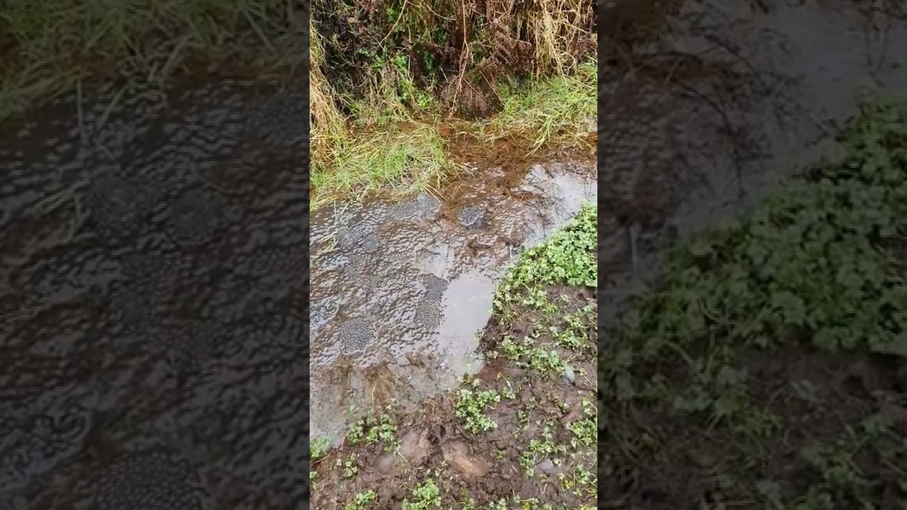 First Frog Spawn of the year!