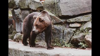 Brown Bear Stalks Alaskan Film Crew