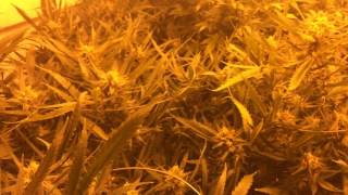 Garden Update Day 42 of 12/12