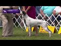 Pointers | Breed Judging 2021