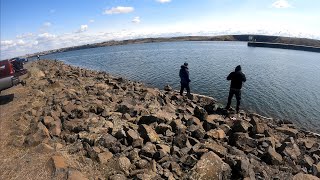 Keeper Steelhead on Snake River (Ice Harbor Dam)