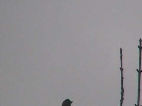 cold brew coffee Chaffinch