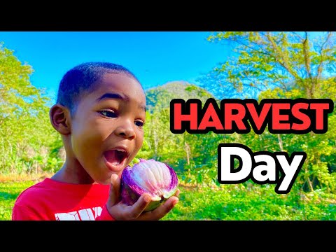 Harvest Day🌽 @TheGreensFamily2020