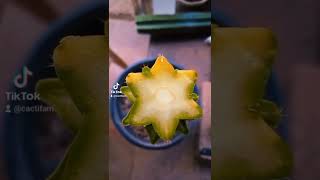 Variegated Trichocereus