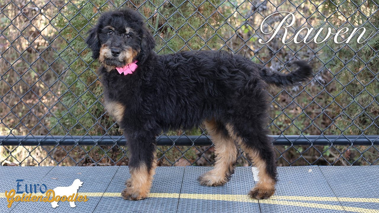 Raven "Ms. Pink" - Nova/Chito Litter - For Adoption! 🩷 🐾