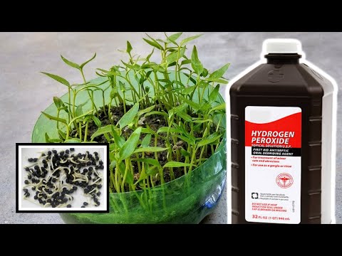 Germination - Benefits of Hydrogen Peroxide HP and Perlite Propagation in Planting Growing Seeds