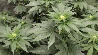Grow room update: week 3 flower in the 4x8, week 1 veg in the 3x3 and seedling success