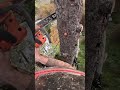 Sneaking up a Dead Tree