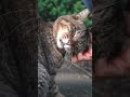 家までついて来た野良猫は家族になって五年半