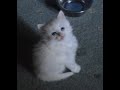 Cute Turkish Angora kitten