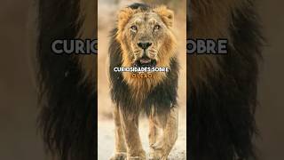 Curiosidades sobre o Leão🦁#curiosidades #curiosidade