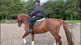 Advert reference - 313012