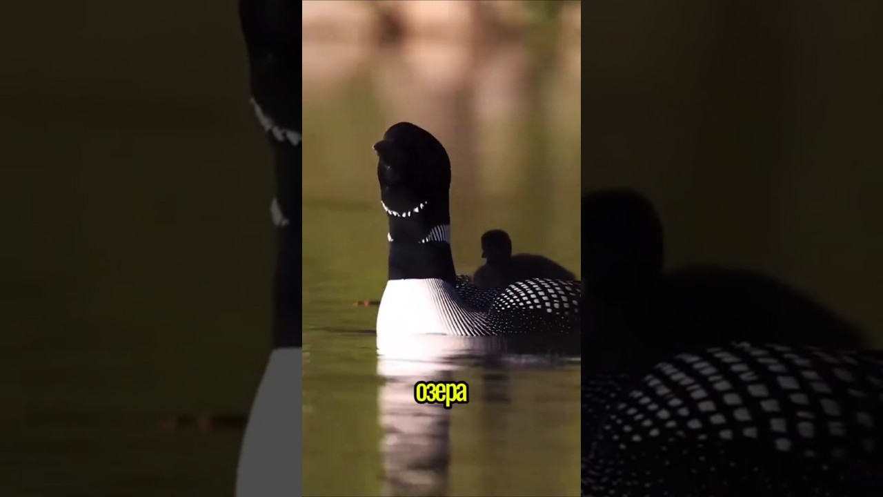 Гагара – птица с самым жутким голосом!Ты точно слышал это в фильмах ужасов!