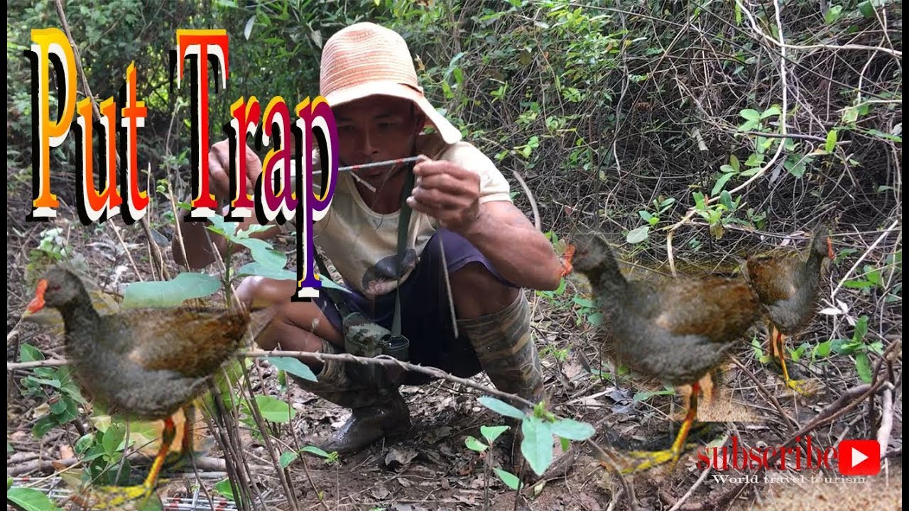The man put trap/ chicken trap,kh , Cambodia