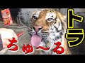 【神回】チュールをあげたらトラのヨダレが止まらない😻www Validated by tiger!