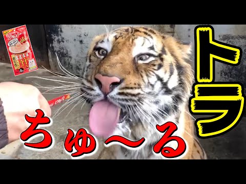 【神回】チュールをあげたらトラのヨダレが止まらないwww　Validated by tiger！
