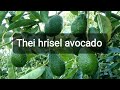 Sap saum (avocado) ṭhatna (@Gilead-Thinghnai)