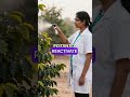 This Coffee Plant Survives 18 Months Without Water - Military Grade Beans!